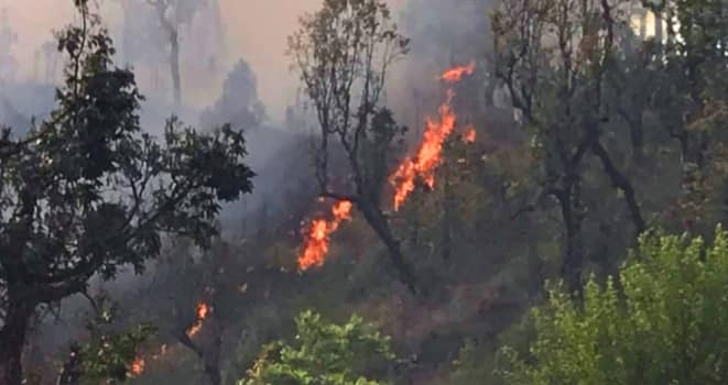 बैतडीका आधाभन्दा बढी सामुदायिक वनमा आगलागि